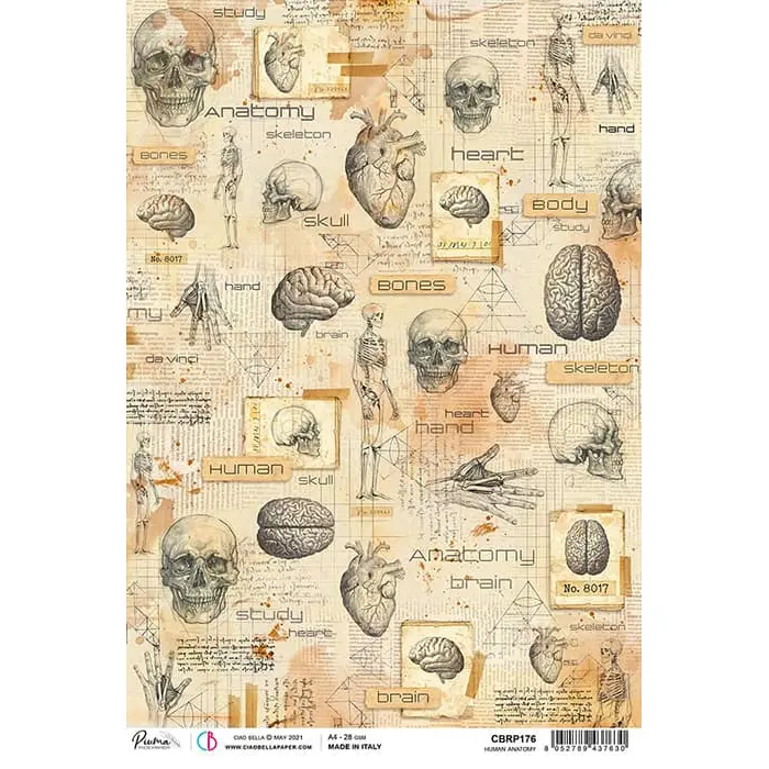 Ciao Bella Rice Paper A4 Human Anatomy 1