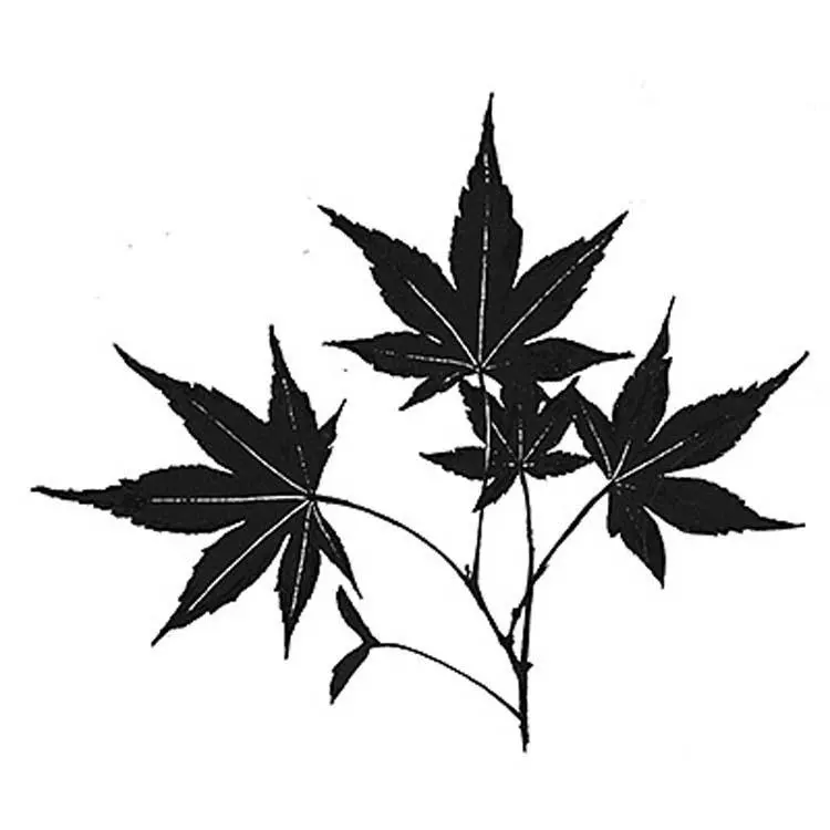 Lavinia Stamps - Maple Leaf 1