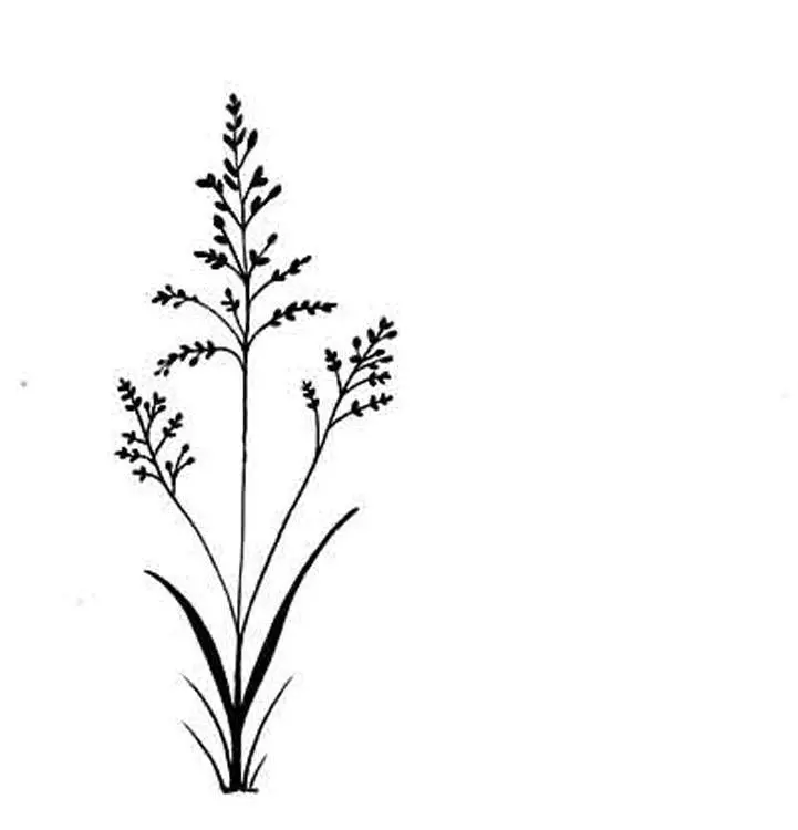 Lavinia Stamp - Field Grass 1