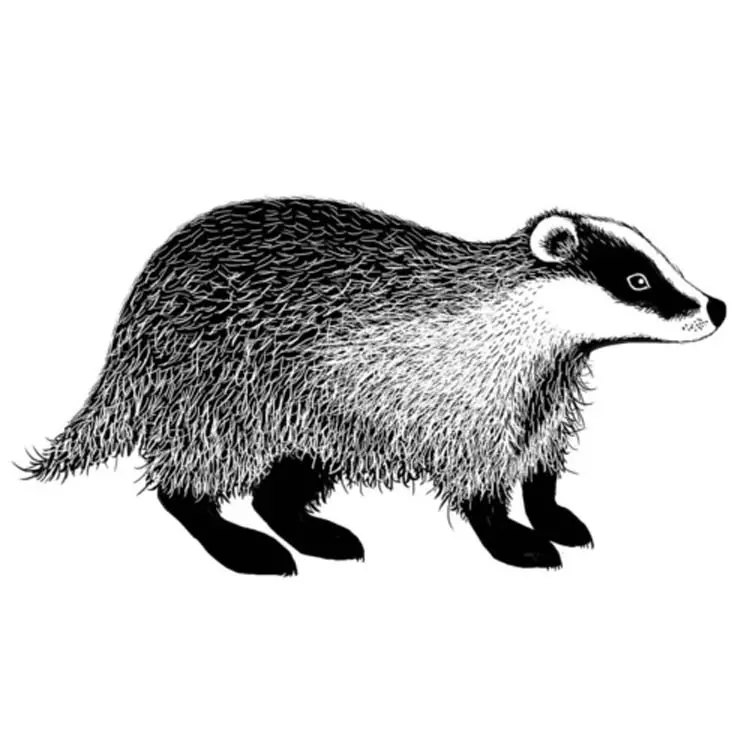 Lavinia Stamps - Badger 1