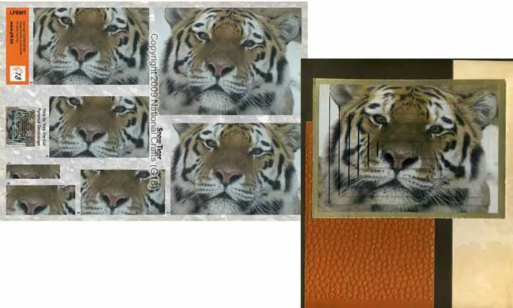 Large Format - Snow Tiger 1