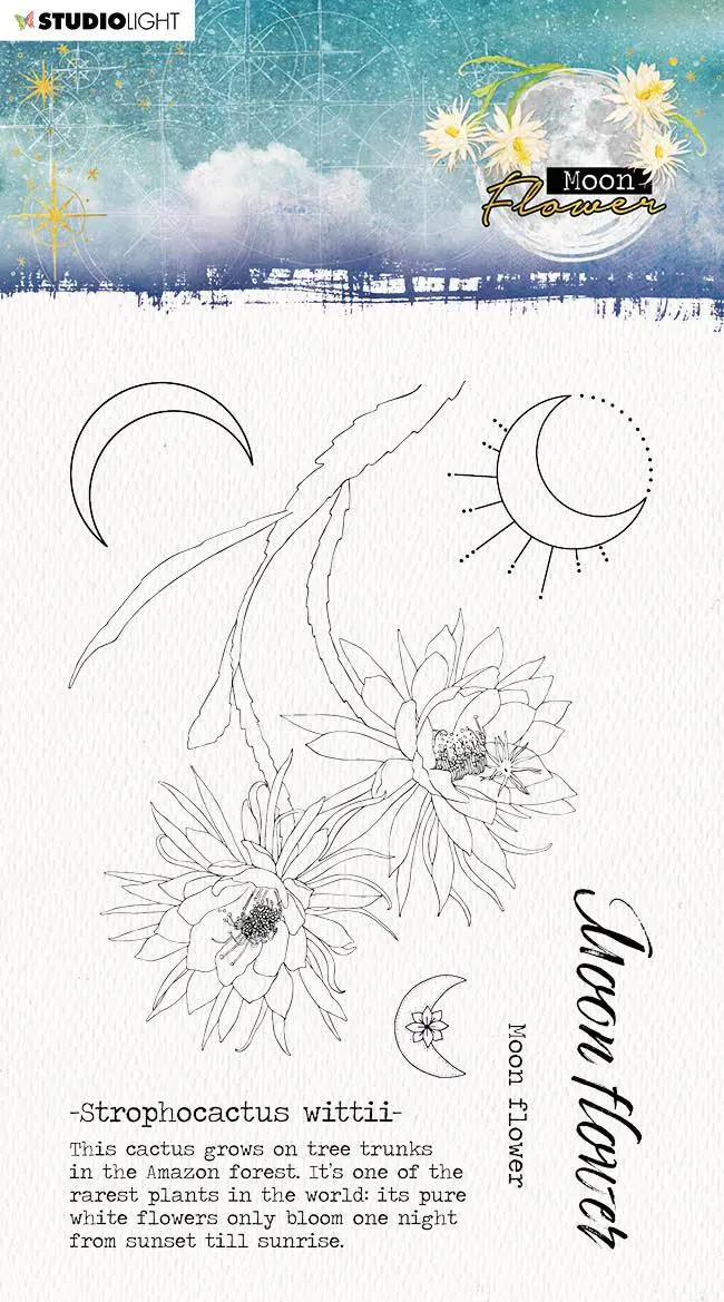 Sl Clear Stamp Strophocactus Wittii Moon Flower Collection 105X148x5mm 1 Pc Nr.134 1